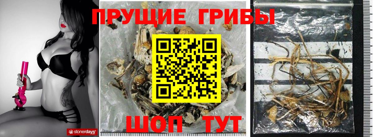 Псилоцибиновые грибы Psilocybine cubensis Отрадный